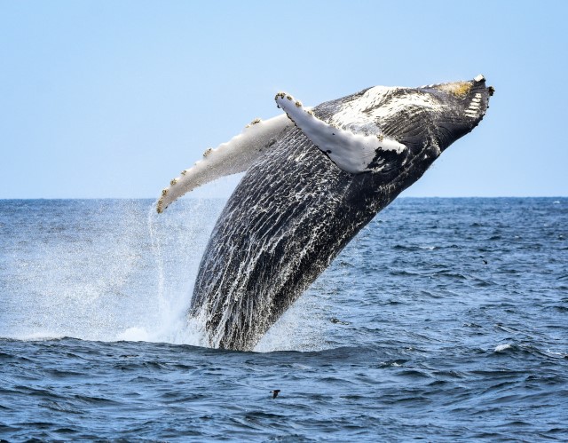 monterey bay whale watching trip